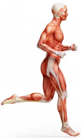 Muskel Laufen F31357427.jpg